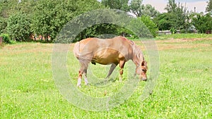 The brown horse is eating grass in a green pasture.