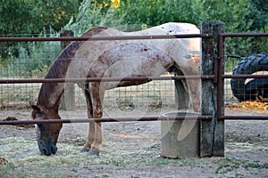 Brown horse eating grass in his corral.