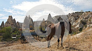 Brown Horse Eating Grass near Farm Wagon. Cappadocia, Turkey. 4K.