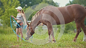 Brown horse eating grass and walking at rural field. Woman watching her