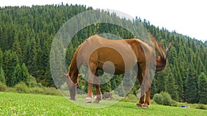 Brown horse eating green grass on summer meadow on forest background