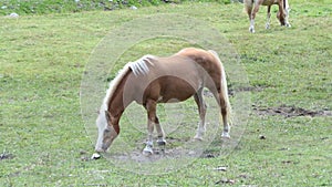 Brown horse eating slowly in the meadow