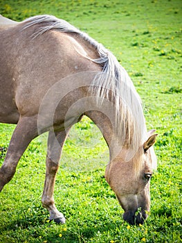 Brown Horse eating summer grass