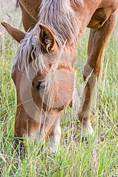 Brown horse eats grass in the pasture