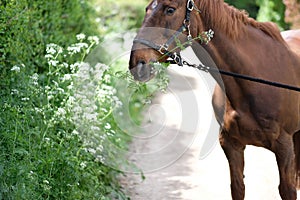 Brown horse eats lush green grass