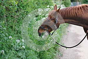 Brown horse eats lush green grass