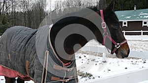 Brown horse in enclosure with bridle and clothes in winter