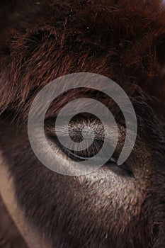 Brown horse eye closeup, wild nature