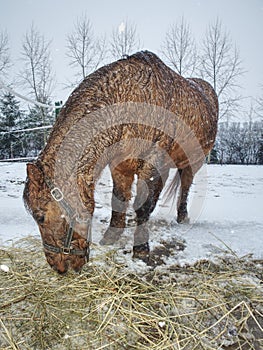 Brown horse in falling snow with close face