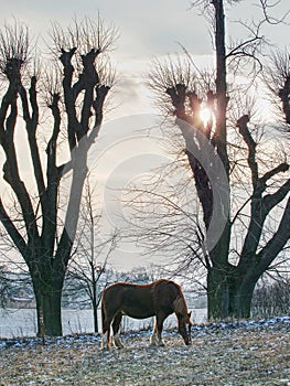 Brown horse on farm pasture grazing