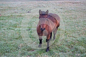Brown horse at farmland early in the morning. Beautiful horse looking at the camera. Pasture background.