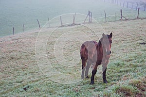 Brown horse at farmland early in the morning. Beautiful horse in the morning fog. Misty morning in coutryside. Pasture background.