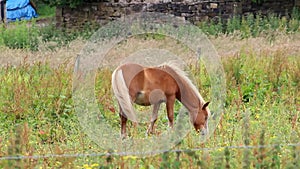 Brown Horse On Farmland In England