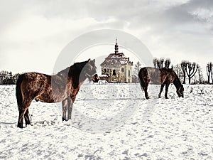 Brown horse feed on meadow in winter day