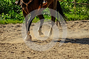 brown horse feet making dust in sand field