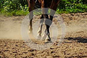 brown horse feet making dust in sand field