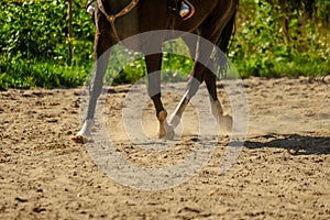 brown horse feet making dust in sand field