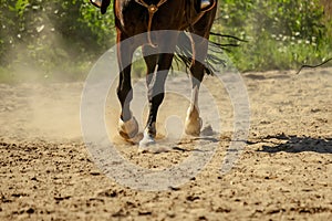 brown horse feet making dust in sand field