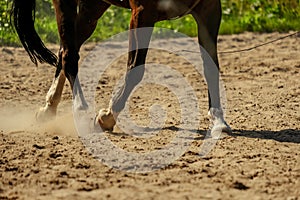 brown horse feet making dust in sand field