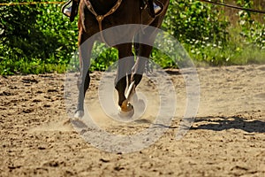 brown horse feet making dust in sand field