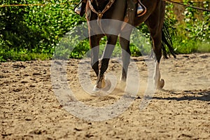 brown horse feet making dust in sand field