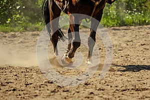 brown horse feet making dust in sand field