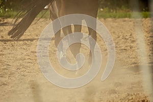 brown horse feet making dust in sand field