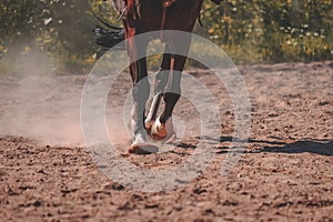 brown horse feet making dust in sand field - vintage retro look