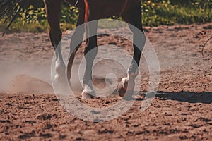 brown horse feet making dust in sand field - vintage retro look