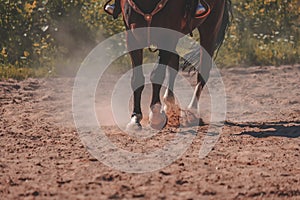 brown horse feet making dust in sand field - vintage retro look