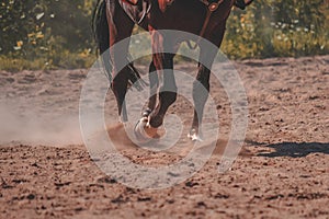 brown horse feet making dust in sand field - vintage retro look