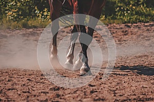 brown horse feet making dust in sand field - vintage retro look