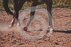 brown horse feet making dust in sand field - vintage retro look