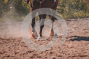 brown horse feet making dust in sand field - vintage retro look