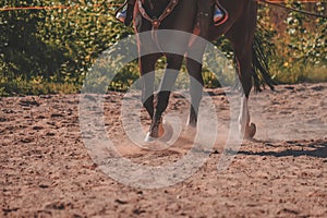 brown horse feet making dust in sand field - vintage retro look