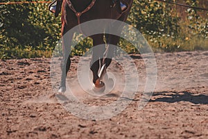 brown horse feet making dust in sand field - vintage retro look