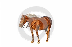 Brown horse with flaxen mane on white background