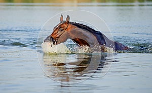 Brown horse floats in the pond