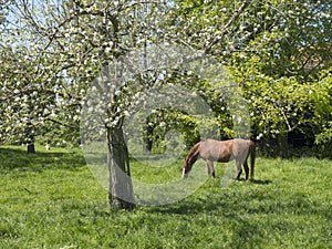 Brown horse and flowering fruit tree in dutch spring orchard near farm