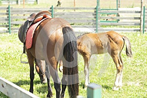 Brown horse with foal grazing on a green meadow