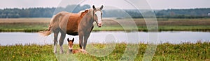 Brown Horse And Foal Young Horse Grazing On Green Meadow Near River In Summer Season. Panorama, Panoramic View Shot