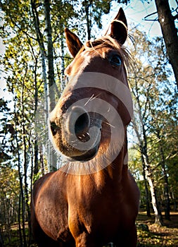 Brown horse in forest