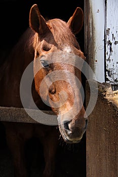 Brown horse front view