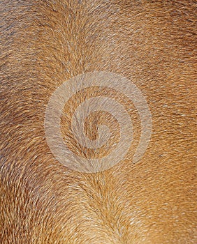 Brown horse fur background