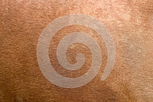 Brown horse fur background