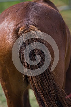 Brown horse fur background