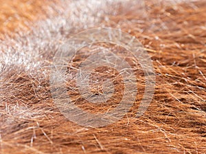 Brown horse fur background closeup hires