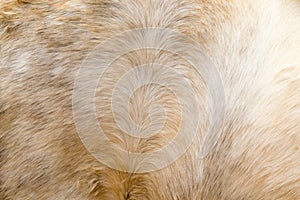 Brown horse fur background