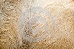 Brown horse fur background