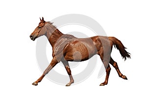 Brown horse galloping fast isolated on white